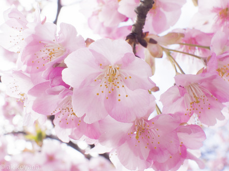 画像　桜.jpg